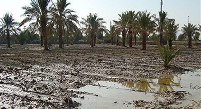 باران ۴۵ میلیارد ریال به بخش کشاورزی اندیمشک خسارت وارد کرد