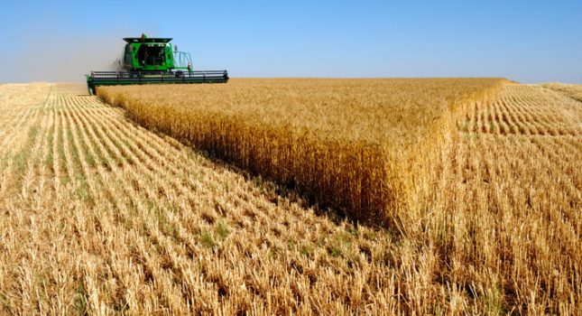 رکورد شکنی کشاورزان دزفول با تولید ۱۶۵ هزار تن محصول گندم/کشاورزان دزفول نقش بسزایی در تحقق شعار اقتصاد مقاومتی ایفا کرده اند