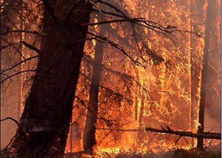 شعله های حریق در منطقه حفاظت شده چهل پا مهار شد