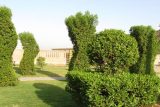 علت تنگی نفس مردم خوزستان در نخستین بارش پاییزی گیاه کنوکارپوس نیست