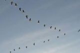 پرندگان مهاجر تابستانی در اندیمشک سرشماری شدند