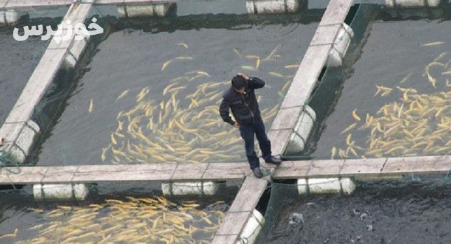 ۶هزارو۵۰۰ هکتار از مزارع پرورش ماهی خوزستان غیرمجاز است