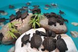۴۵ لاک‌پشت برکه‌ای اروپایی در بازار اندیمشک کشف شد