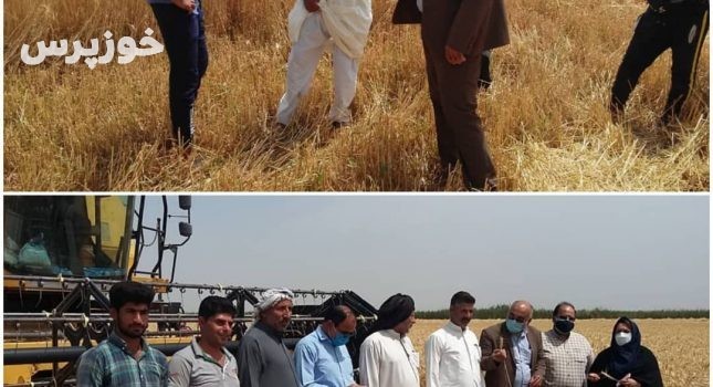 ادامه روند برداشت گندم و جو در شهرستان شادگان