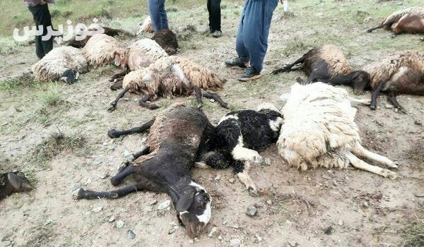 تلف شدن بیش از ۲۰ رأس گوسفند در ایذه بر اثر سانحه رانندگی