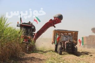 گزارش تصویری خوزپرس از بیست وسومین برداشت نیشکر از مزارع کشت وصنعت امام خمینی (ره) شوشتر
