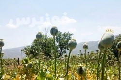 کشف مزرعه کشت خشخاش خوزستان در اندیکا