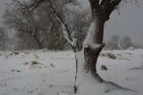 فیلم| گزارش خوزپرس از بارش برف در ارتفاعات کوه منگشت بخش صیدون باغملک