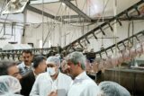 رفع مشکل تامین نهاده مرغداران خوزستان به زودی/ کمبود بازار مرغ برطرف می‌شود
