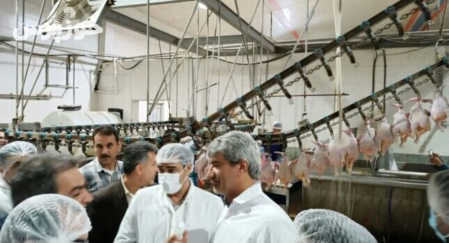 رفع مشکل تامین نهاده مرغداران خوزستان به زودی/ کمبود بازار مرغ برطرف می‌شود