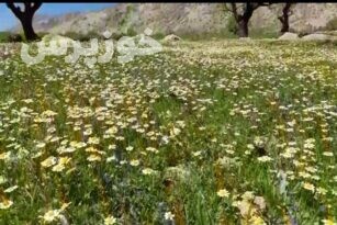 دزپارت بهشت کشاورزی خوزستان/ به شکرانه‌ی برداشت گل بابونه