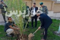 کاشت بیش از ۳۰۰ نهال مرکبات و نخل در محوطه‌ی فضای سبز ساختمان جدید دادگستری شوشتر