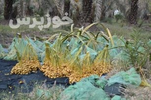 برداشت رطب و خرما از نخلستان‌های شوشتر